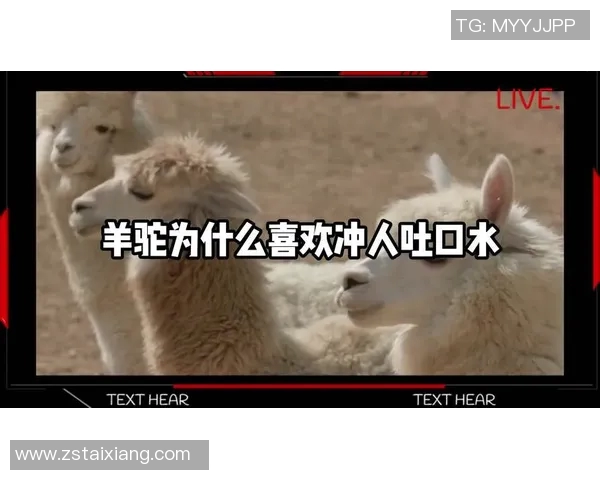 羊驼足球明星搞笑视频大集合让你捧腹大笑的精彩瞬间分享